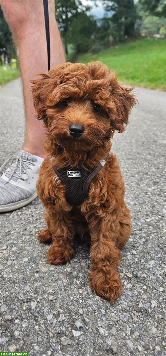 Bild 4: Wunderschönen Maltipoo Welpen, Rüde zu verkaufen