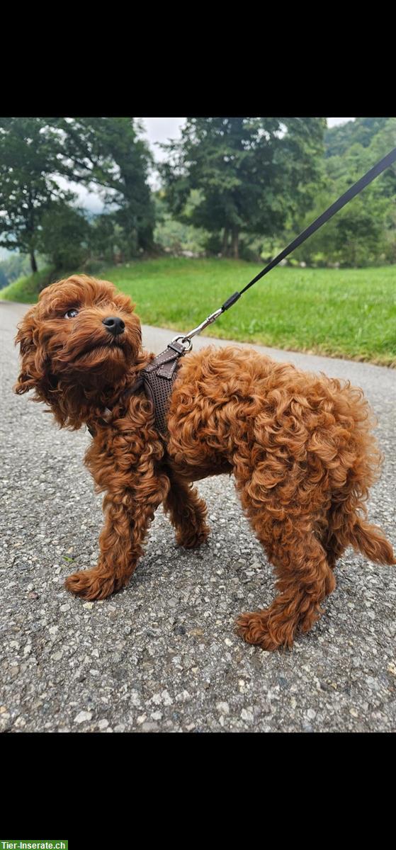 Bild 5: Wunderschönen Maltipoo Welpen, Rüde zu verkaufen