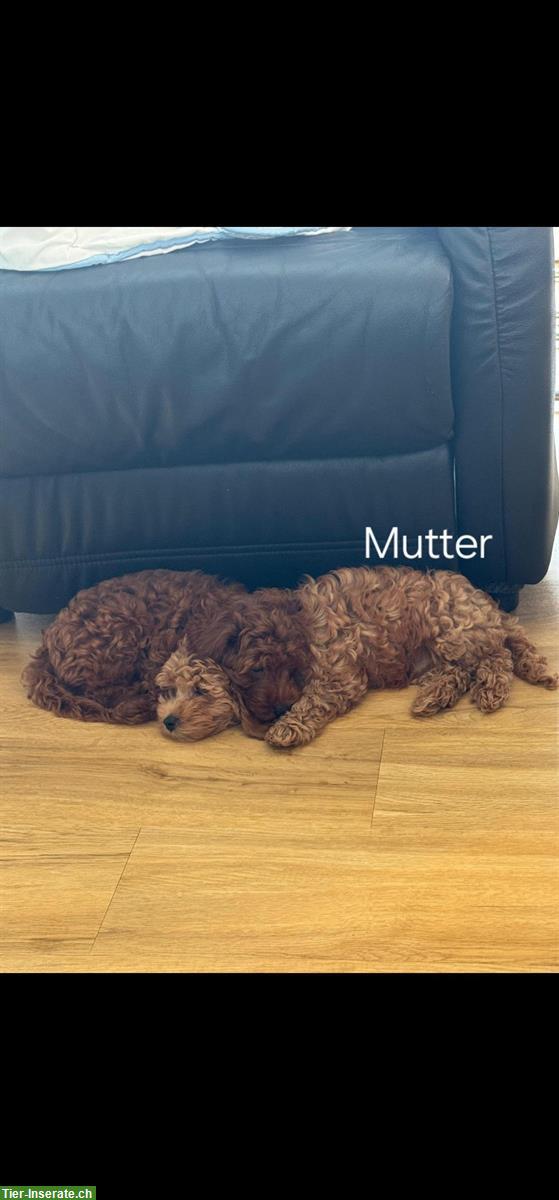 Bild 6: Wunderschönen Maltipoo Welpen, Rüde zu verkaufen