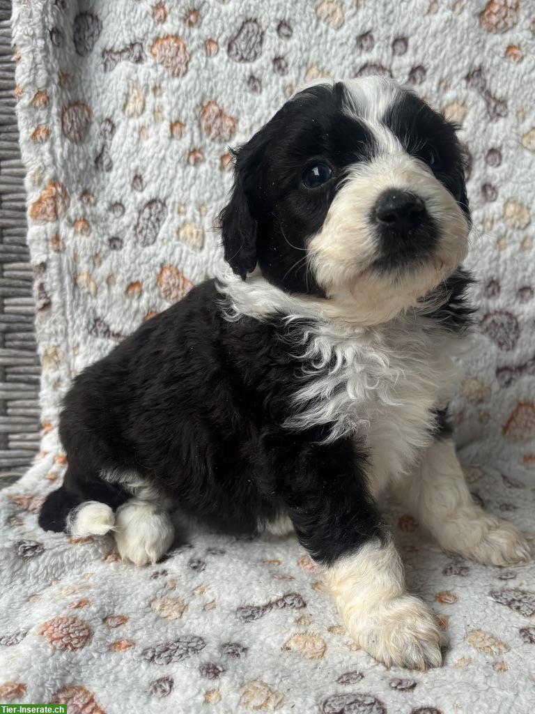 Mini Aussie Doodles zu verkaufen