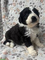 Mini Aussie Doodles zu verkaufen