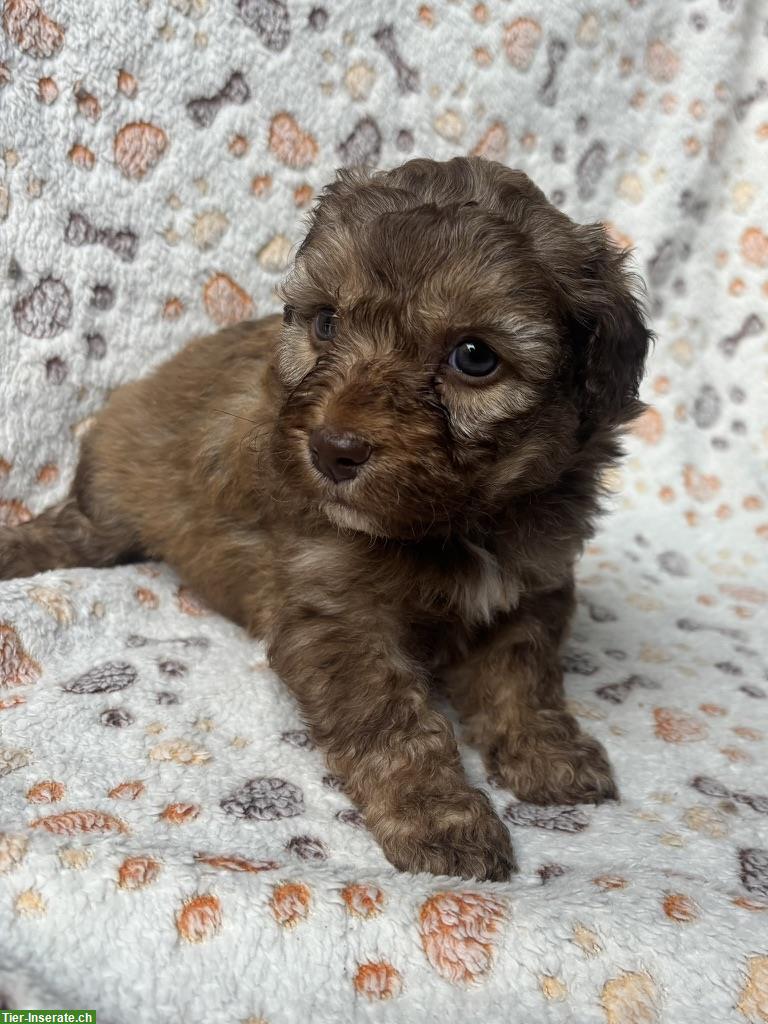 Bild 2: Mini Aussie Doodles zu verkaufen