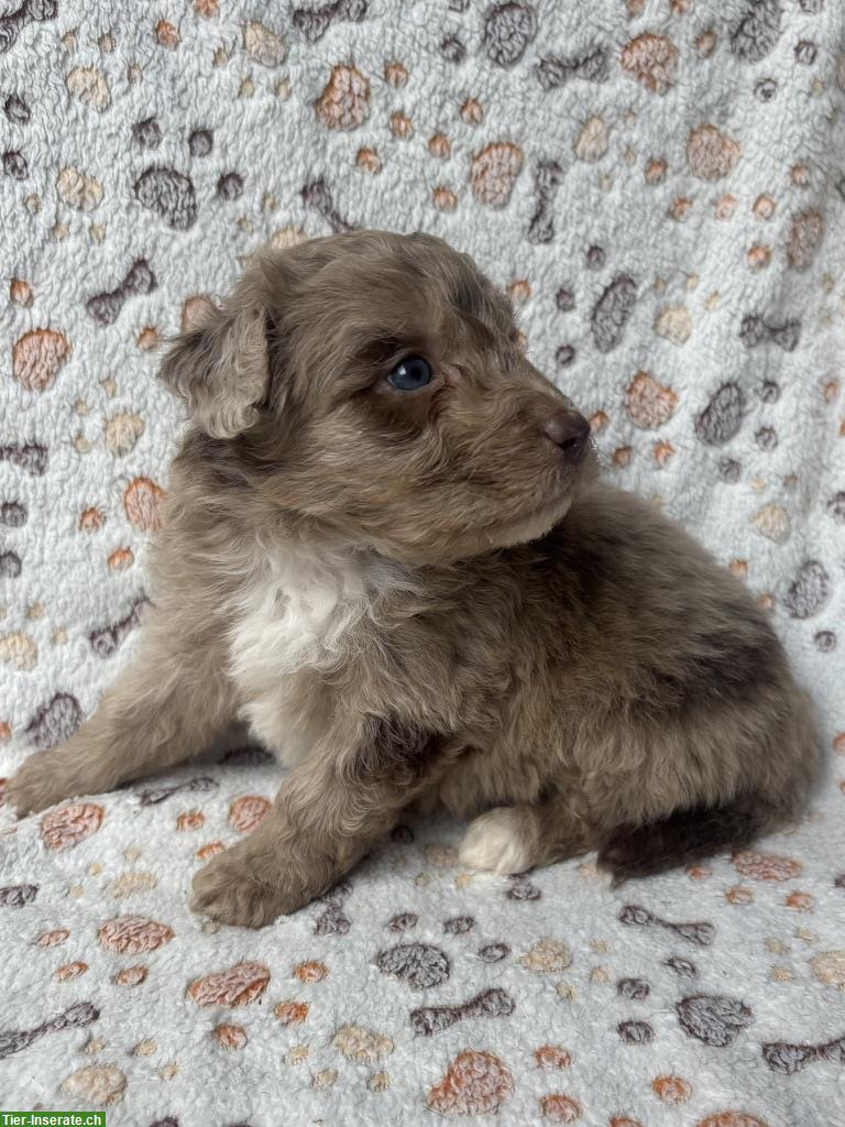 Bild 3: Mini Aussie Doodles zu verkaufen