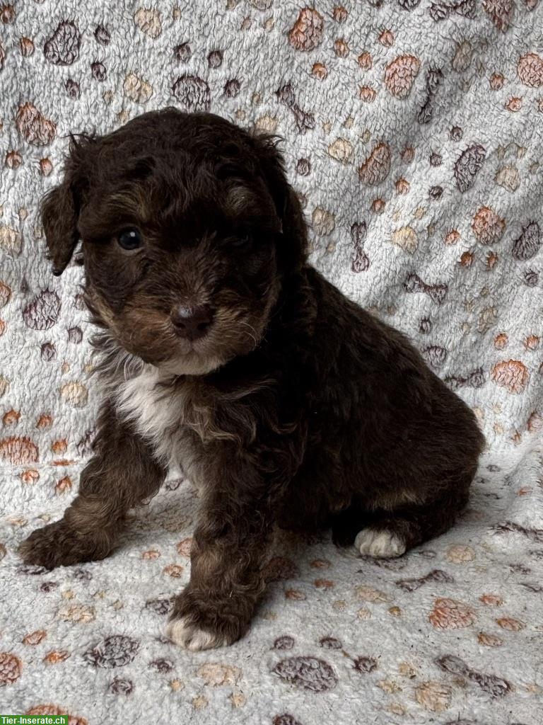 Bild 4: Mini Aussie Doodles zu verkaufen
