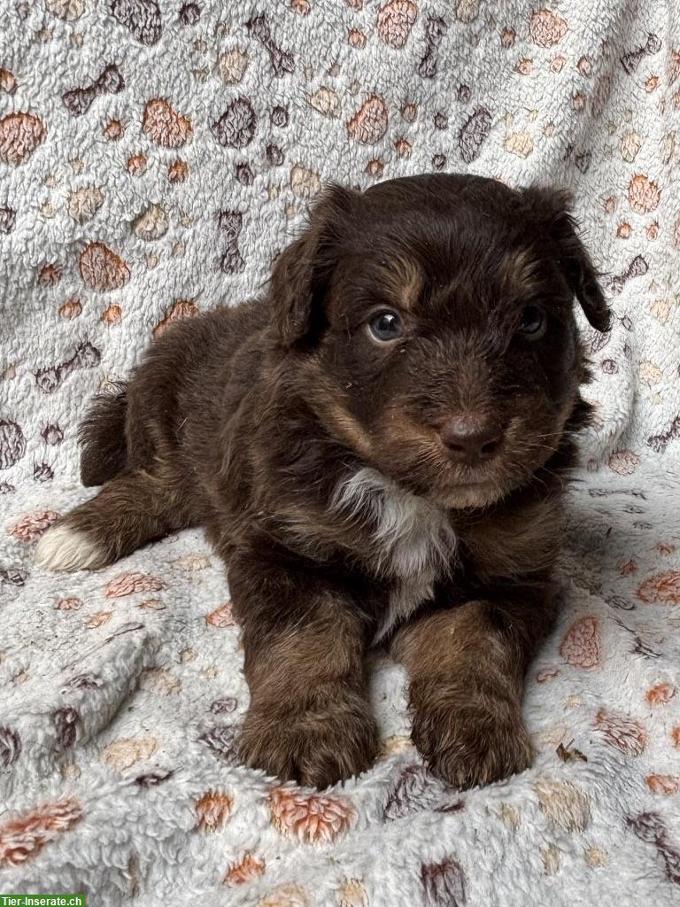 Bild 5: Mini Aussie Doodles zu verkaufen