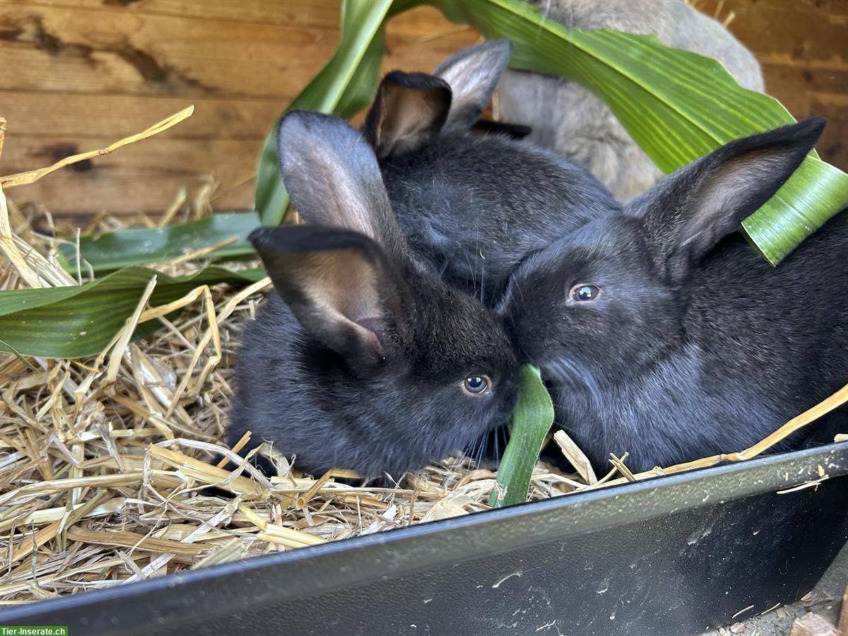 Bild 2: Junge Kaninchen zu verkaufen