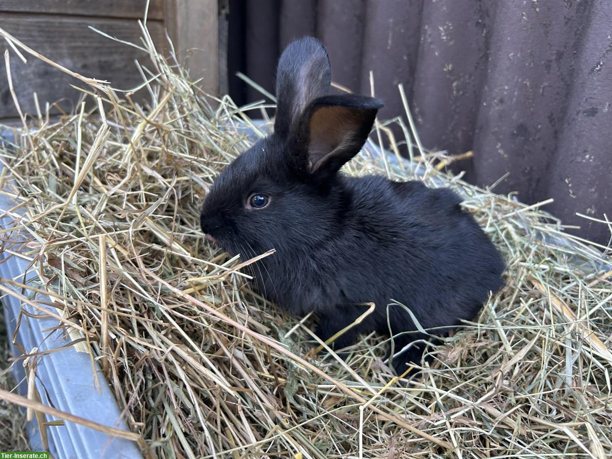 Bild 3: Junge Kaninchen zu verkaufen