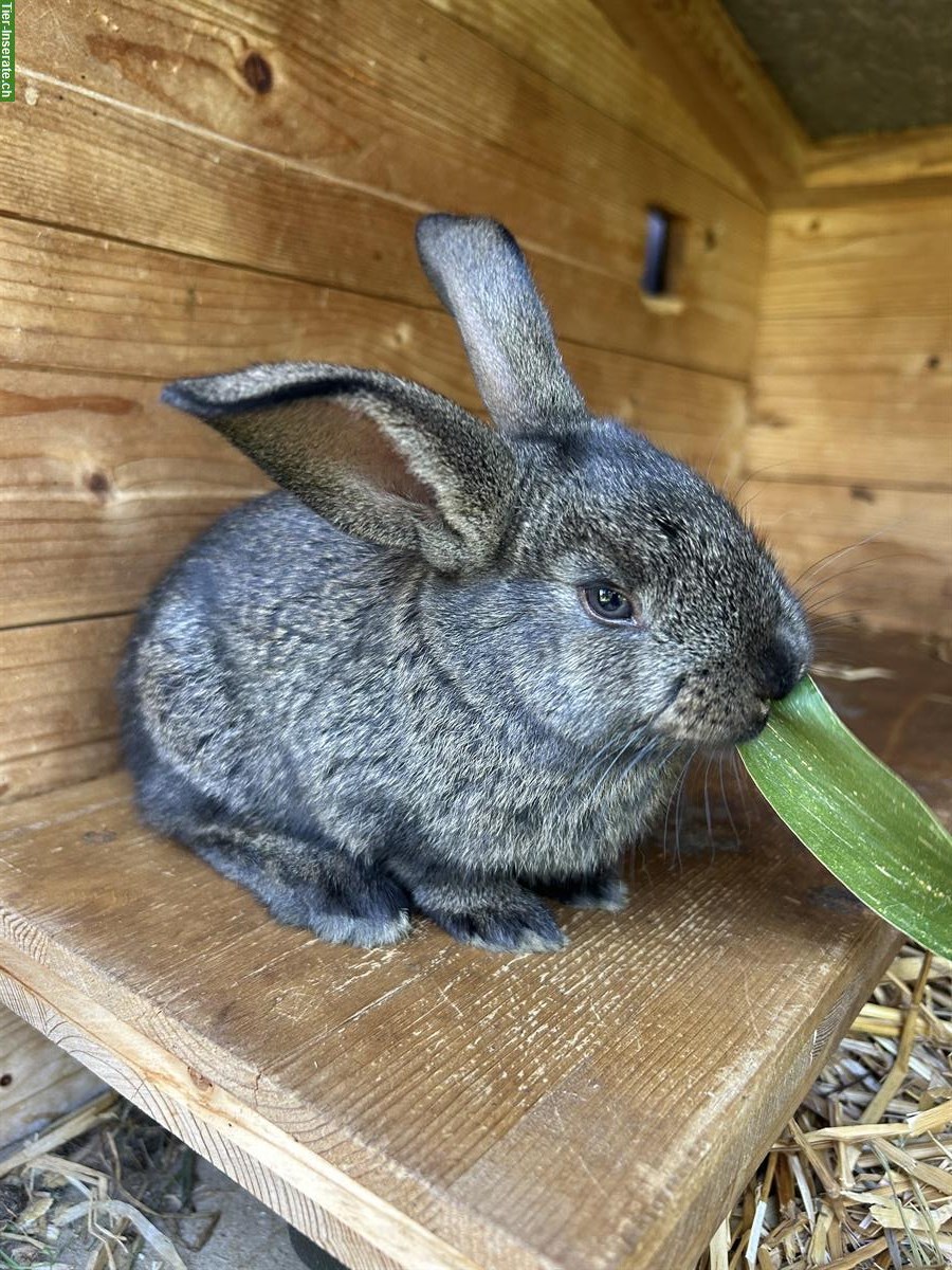 Bild 4: Junge Kaninchen zu verkaufen