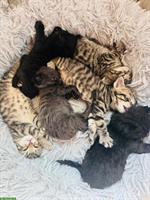 Halb Kartäuser Katzenbabys suchen ein Zuhause