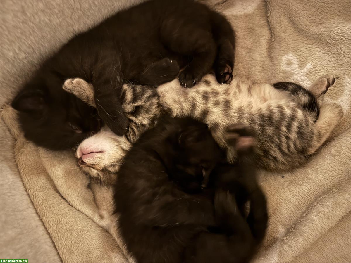 Bild 2: Halb Kartäuser Katzenbabys suchen ein Zuhause