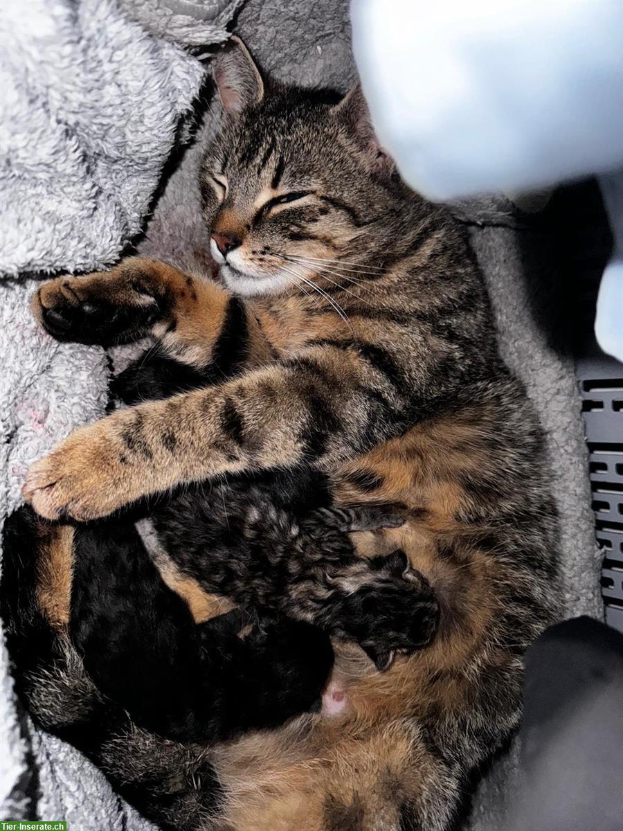 Bild 4: Halb Kartäuser Katzenbabys suchen ein Zuhause