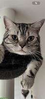 Reinrassiger Britisch Kurzhaar Kater sucht ruhiges Zuhause