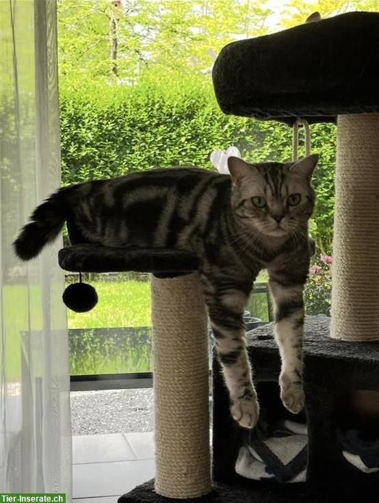 Bild 2: Reinrassiger Britisch Kurzhaar Kater sucht ruhiges Zuhause