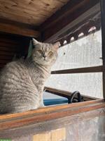 Liebevolle BKH Katze (Kater) sucht neues Zuhause