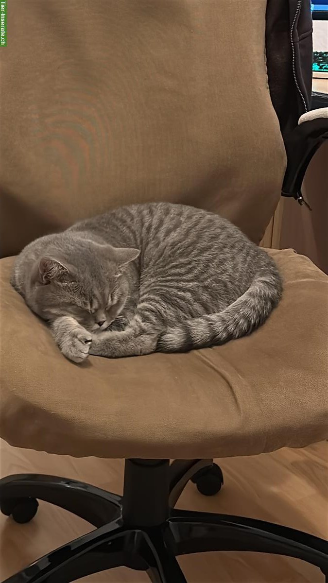Bild 2: Liebevolle BKH Katze (Kater) sucht neues Zuhause