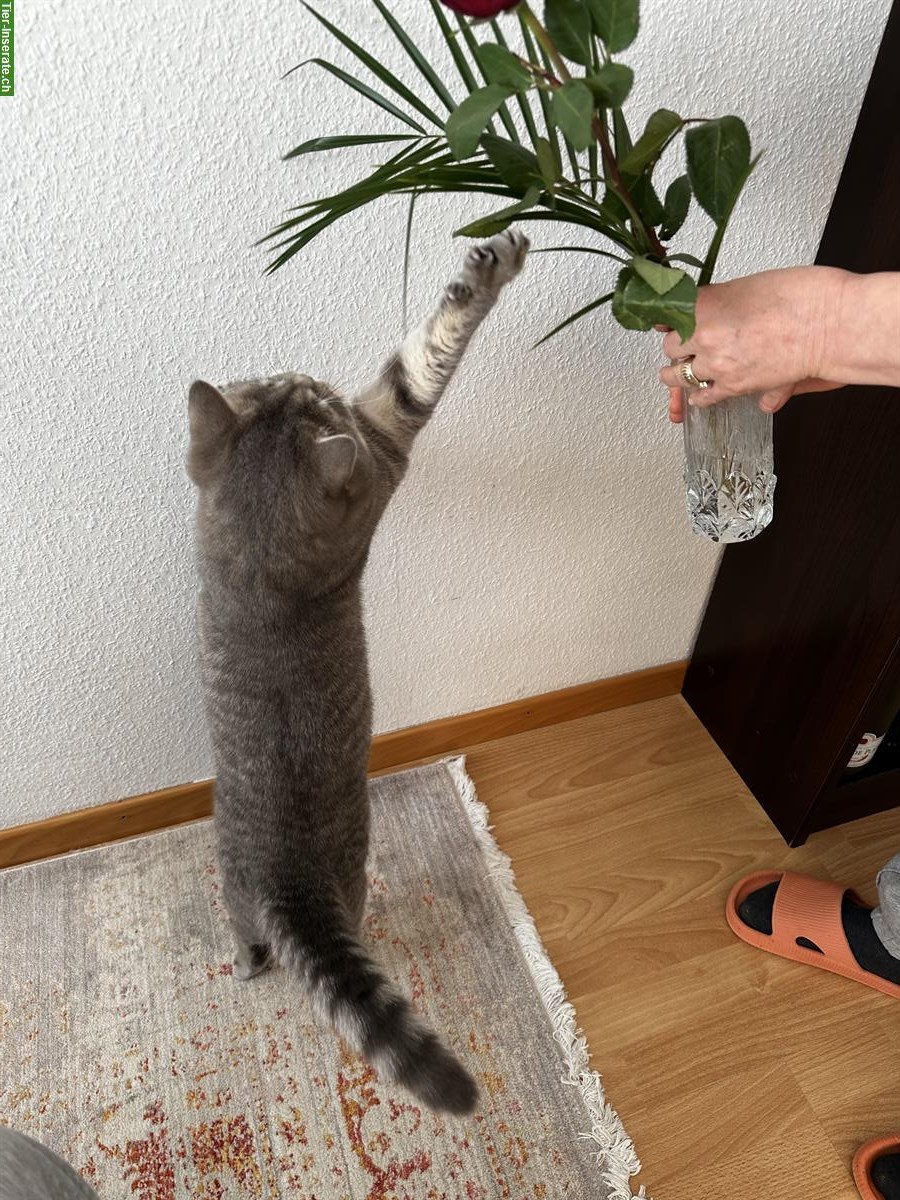 Bild 3: Liebevolle BKH Katze (Kater) sucht neues Zuhause