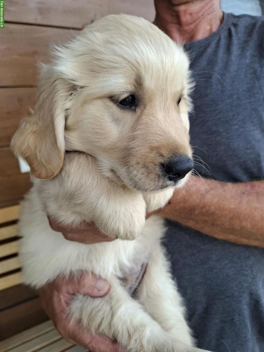 Golden Retriever Welpe, männlich ab sofort zu verkaufen
