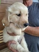 Golden Retriever Welpe, männlich ab sofort zu verkaufen