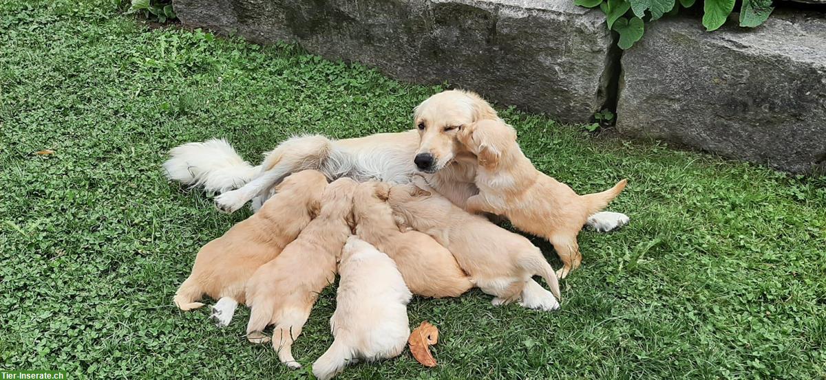 Bild 2: Golden Retriever Welpe, männlich ab sofort zu verkaufen