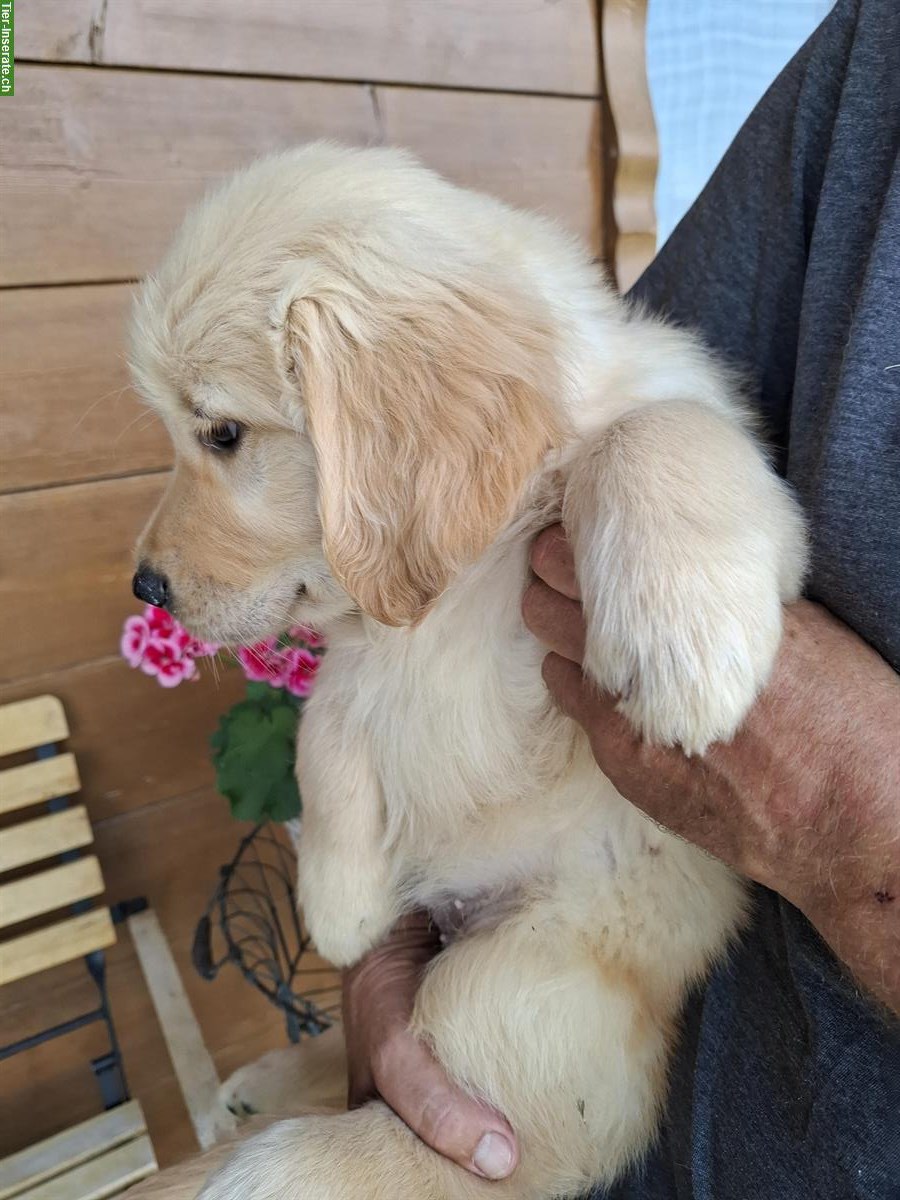 Bild 3: Golden Retriever Welpe, männlich ab sofort zu verkaufen