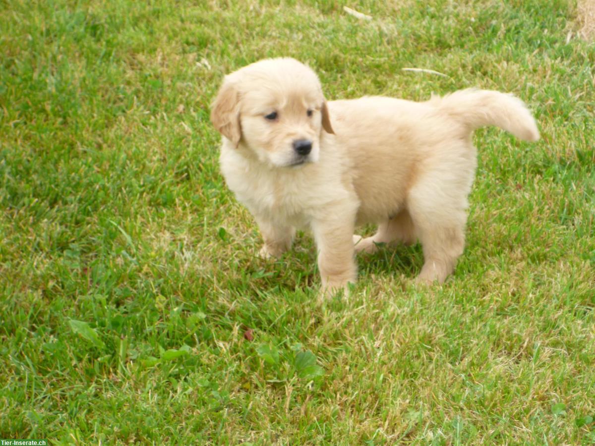 Bild 4: Golden Retriever Welpe, männlich ab sofort zu verkaufen