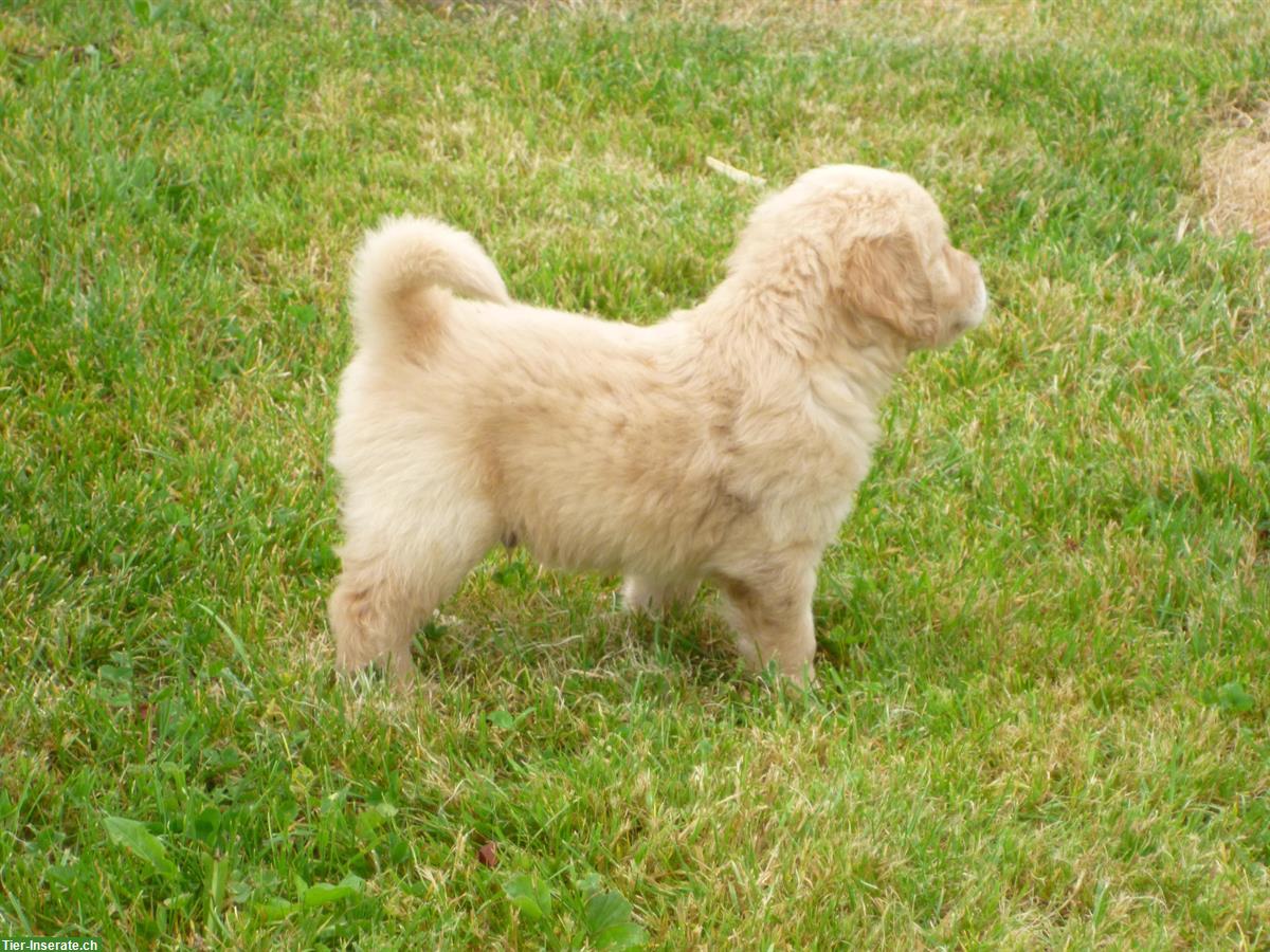 Bild 5: Golden Retriever Welpe, männlich ab sofort zu verkaufen