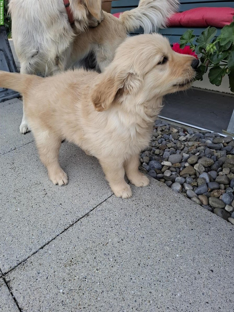 Bild 6: Golden Retriever Welpe, männlich ab sofort zu verkaufen