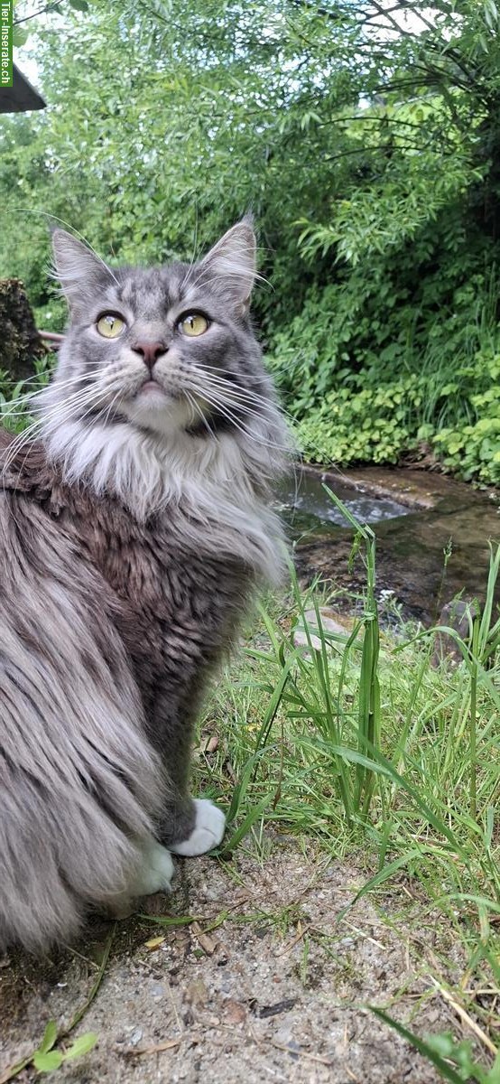 Maine Coon Katze Luna die Einzelgängerin