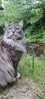 Maine Coon Katze Luna die Einzelgängerin