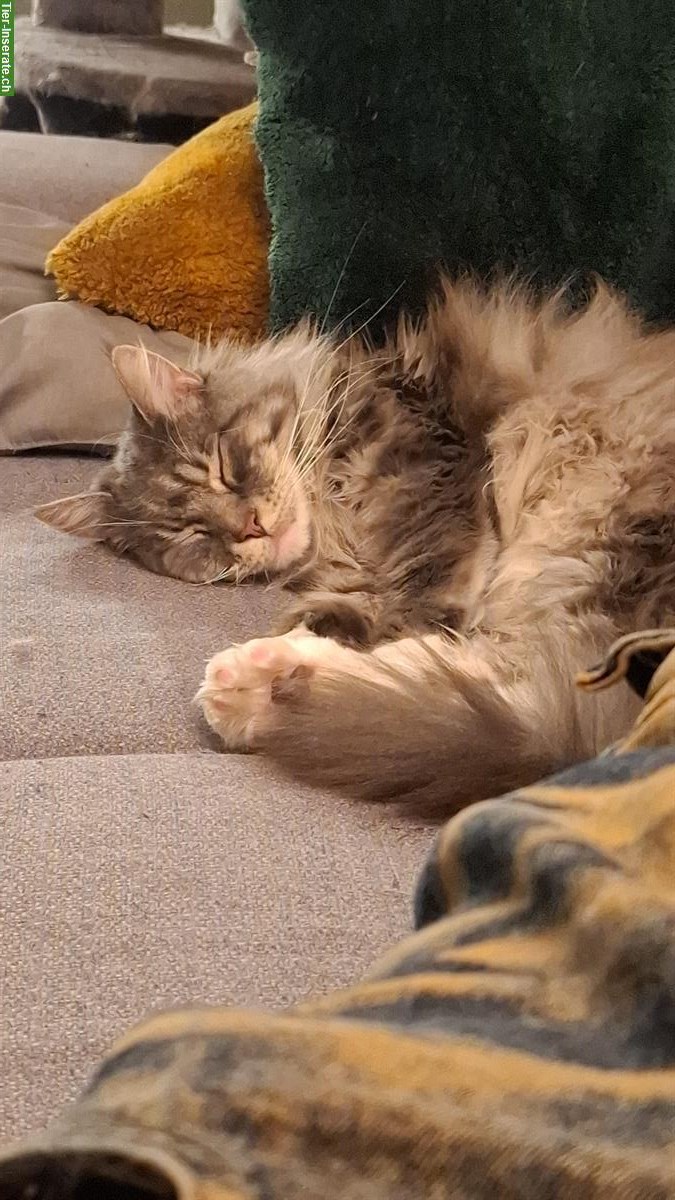 Bild 2: Maine Coon Katze Luna die Einzelgängerin