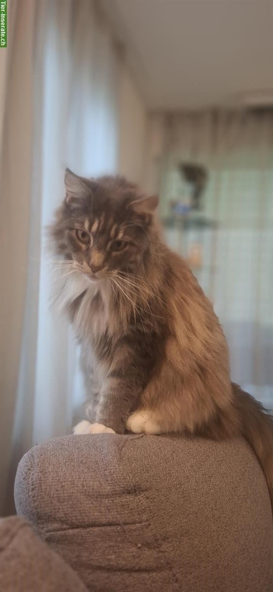 Bild 3: Maine Coon Katze Luna die Einzelgängerin