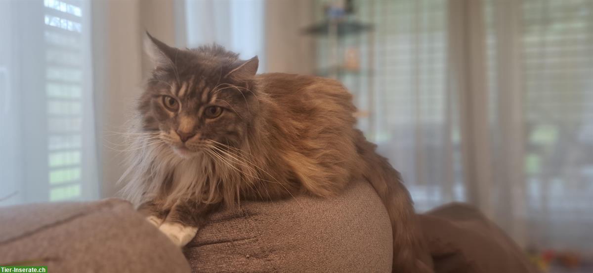 Bild 4: Maine Coon Katze Luna die Einzelgängerin
