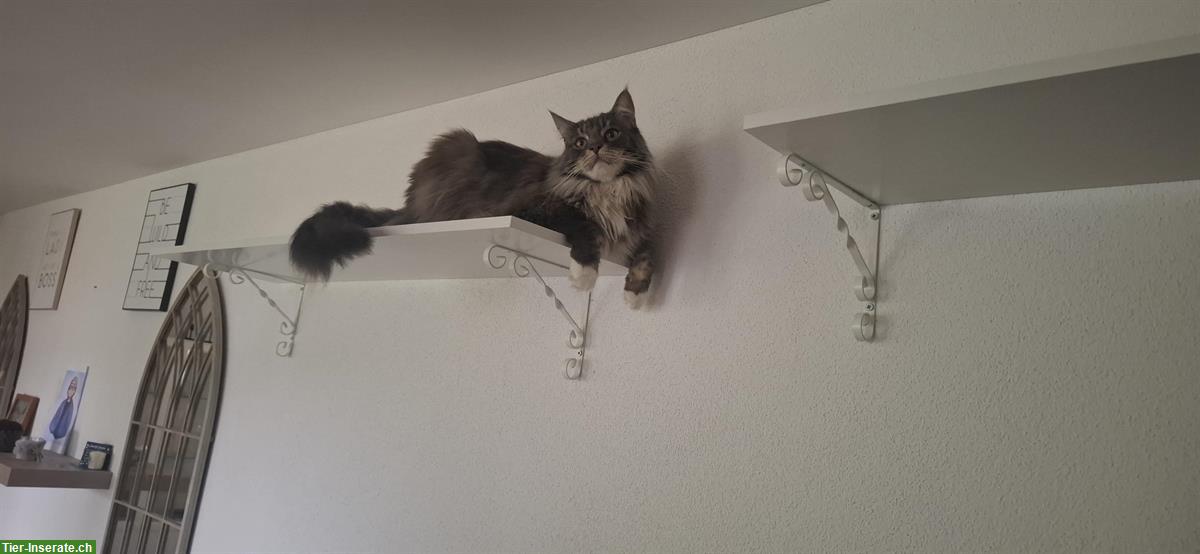 Bild 5: Maine Coon Katze Luna die Einzelgängerin