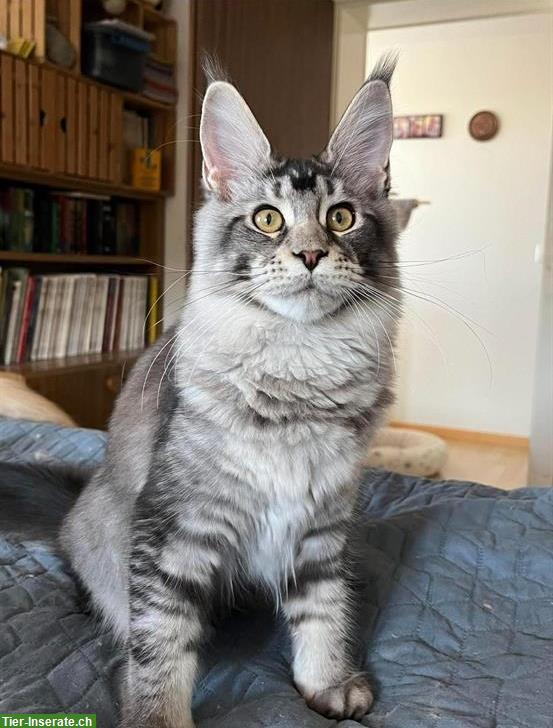 Reinrassiges Maine Coon Girl in black silver ticked