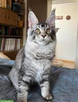 Reinrassiges Maine Coon Girl in black silver ticked