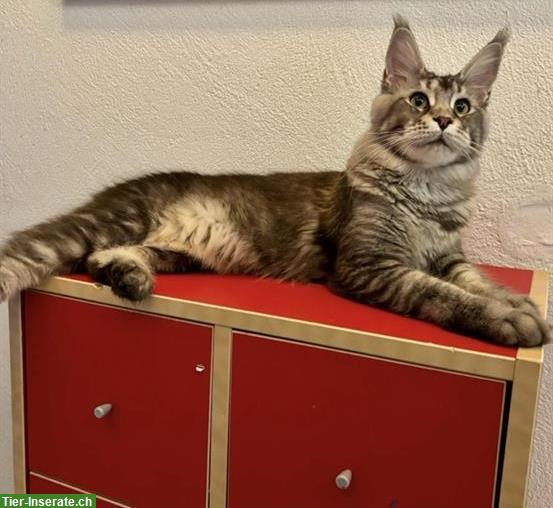Bild 2: Reinrassiges Maine Coon Girl in black silver ticked