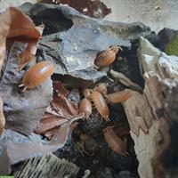 Porcellio laevis orange Asseln Nachzuchten