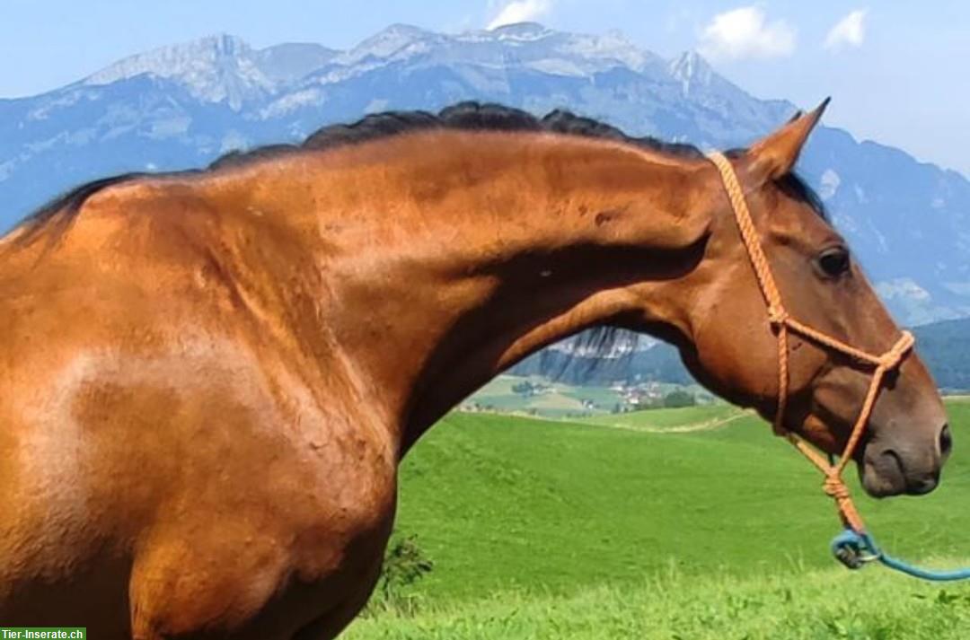Bild 3: Wunderschöne spanische Stute, besonders für Kinder