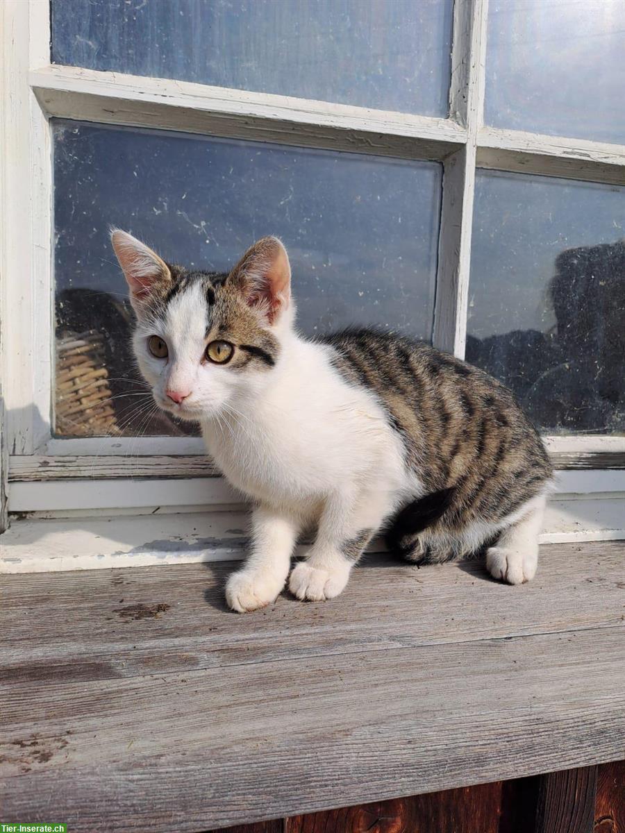 Sehr zahmer Bauernhofkater zu verkaufen