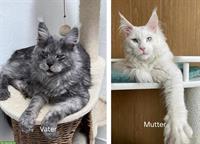 Reinrassige Maine Coon XL Kitten zu verkaufen