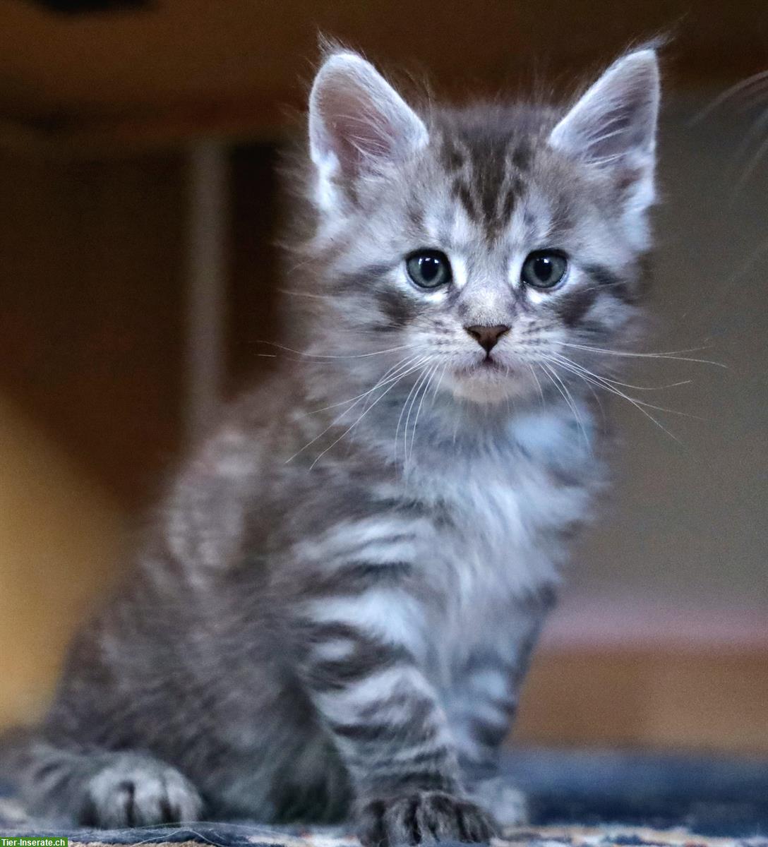 Bild 3: Reinrassige Maine Coon XL Kitten zu verkaufen