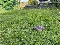 GRATIS: 19-jährige Schildkröte sucht neues zuhause