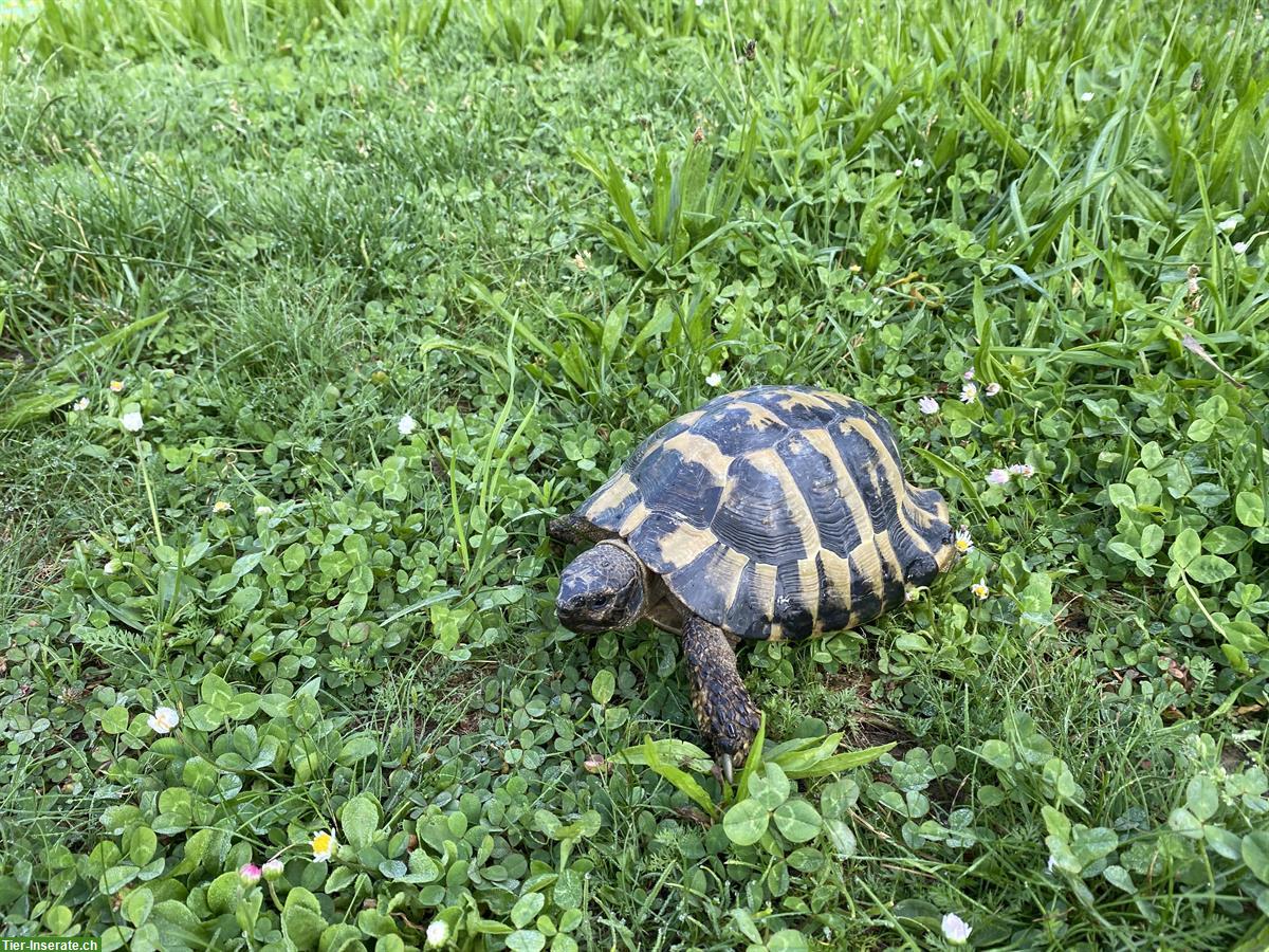 Bild 2: GRATIS: 19-jährige Schildkröte sucht neues zuhause