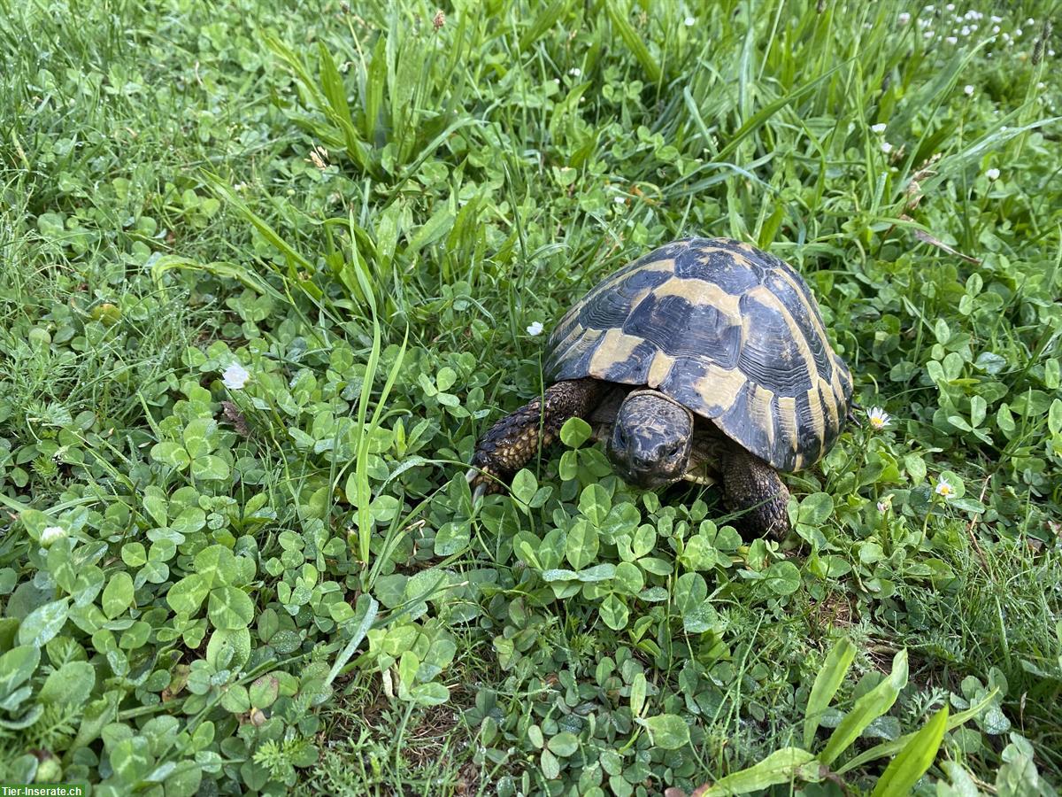 Bild 3: GRATIS: 19-jährige Schildkröte sucht neues zuhause