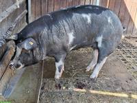 Trächtiges Schwein zu verkaufen