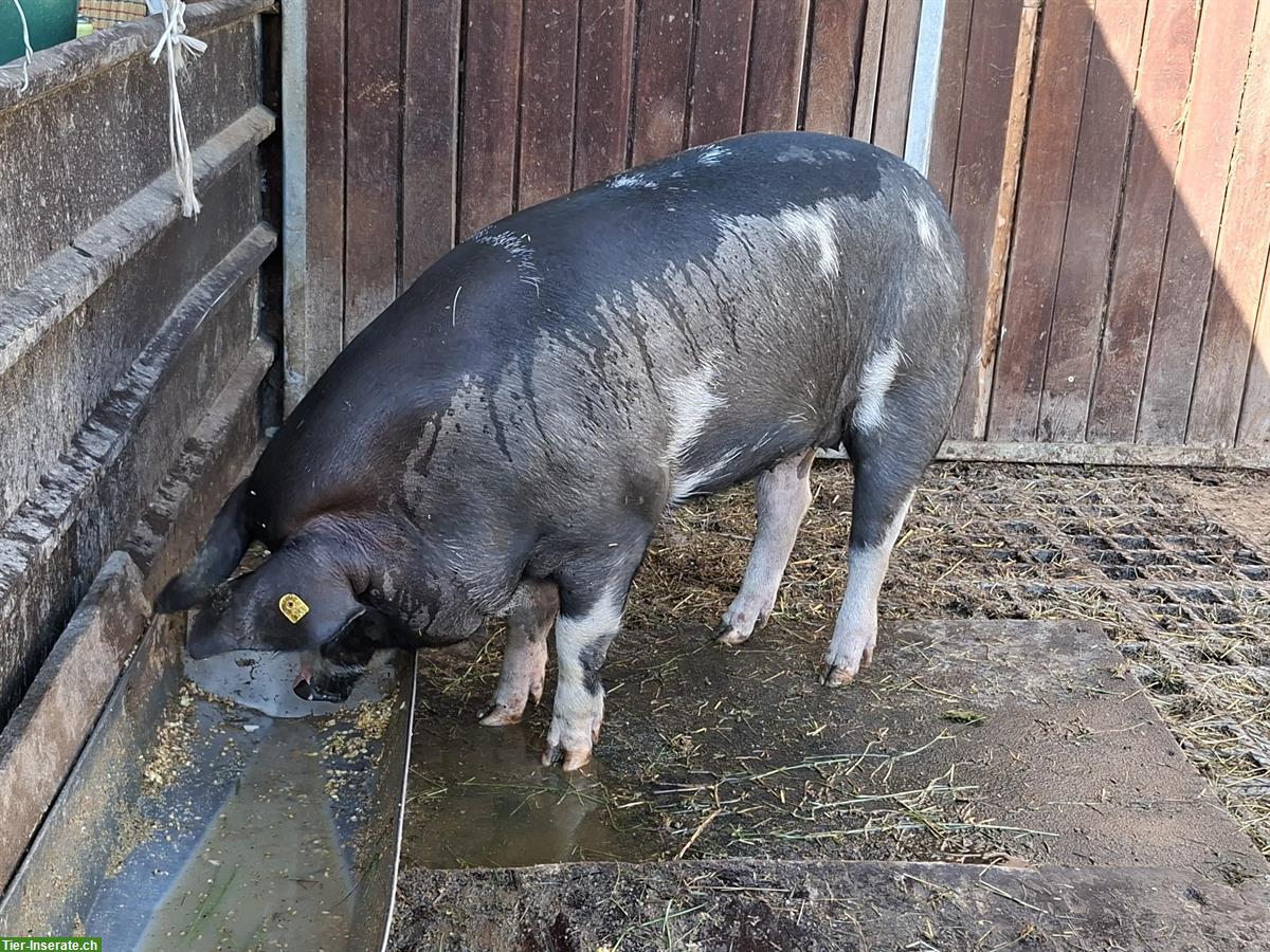 Bild 2: Trächtiges Schwein zu verkaufen