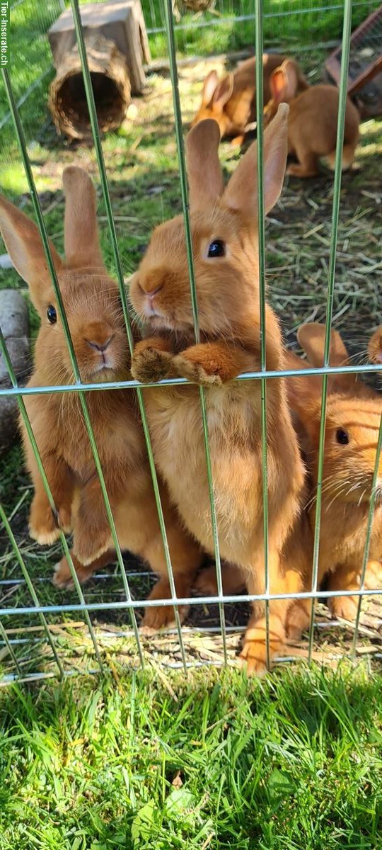 Sachsengold Jungkaninchen, reinrassig abzugeben