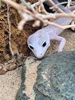 3 Leopardgecko Weibchen zusammen oder einzeln