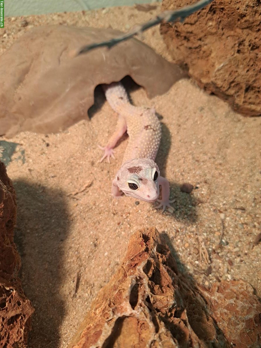 Bild 2: 3 Leopardgecko Weibchen zusammen oder einzeln