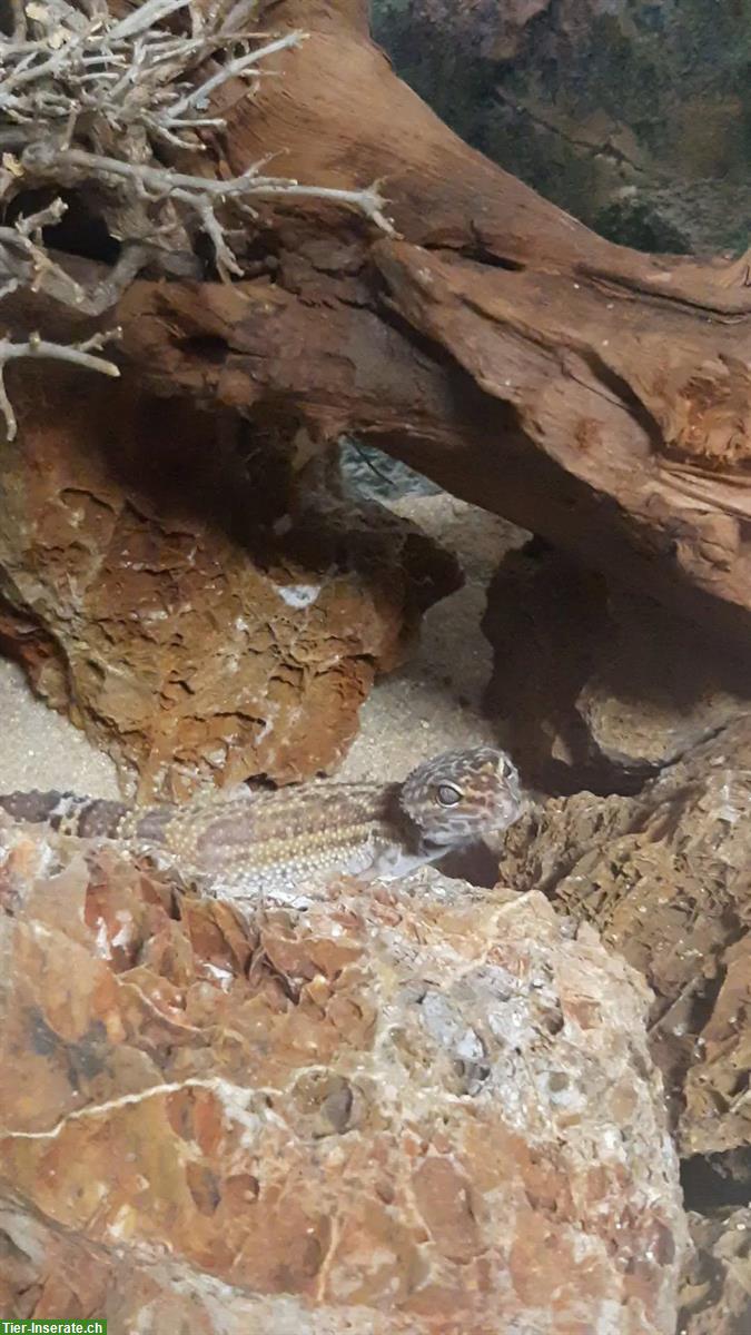Bild 3: 3 Leopardgecko Weibchen zusammen oder einzeln